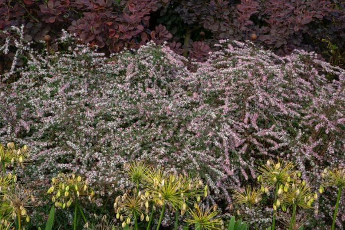 calico aster 'Lady in Black'