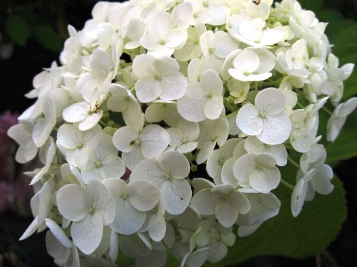 hydrangea [Strong Annabelle]