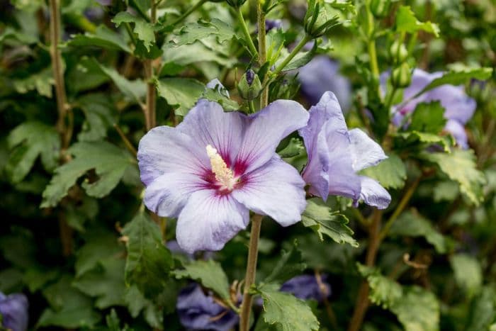 rose of Sharon [Azurri Blue Satin]