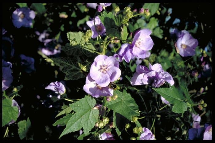 Gorer's mallow