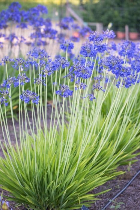 African lily 'Blue Imp'