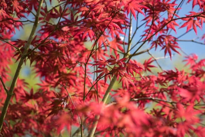 Japanese maple 'Trompenburg'