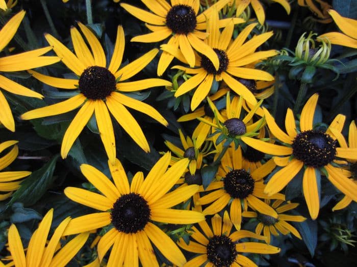 black-eyed susan 'Little Goldstar'