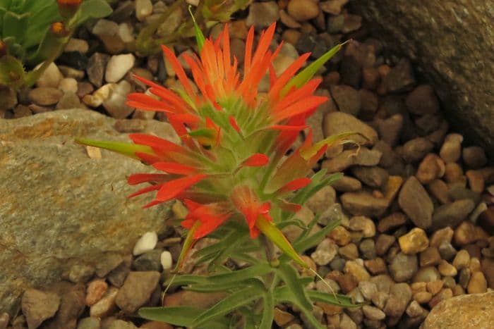 rough Indian paintbrush