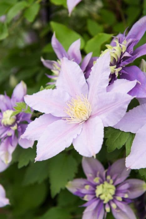 clematis [Esme]