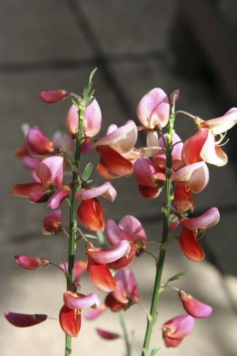 broom 'Windlesham Ruby'