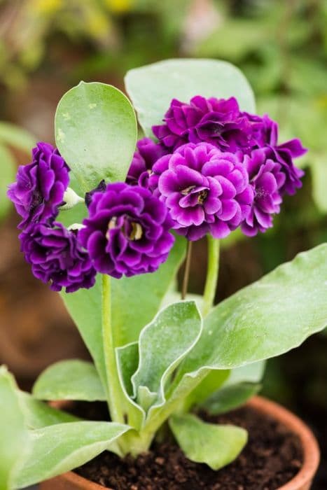 auricula 'Purple Pip'