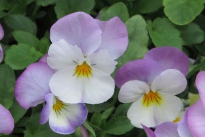 pansy 'Deltini Rose Pink'