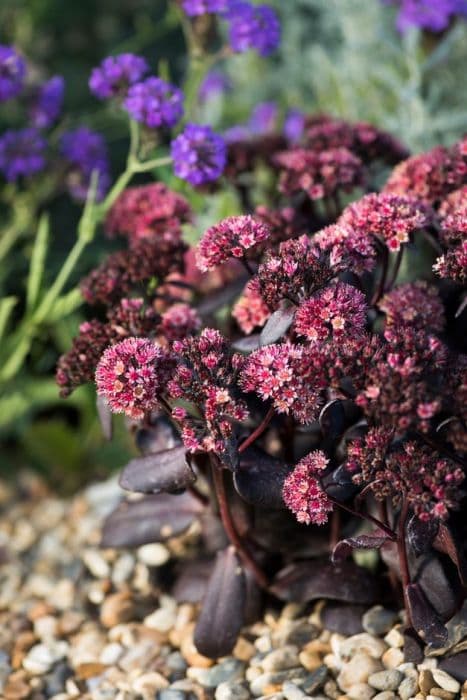 stonecrop 'Touchdown Teak'