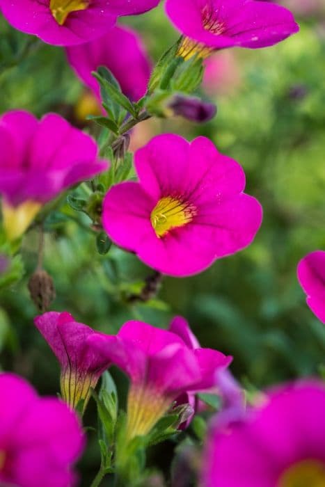 calibrachoa [Can-can Neon Pink]