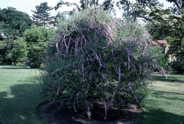 Alternate-leaved butterfly bush