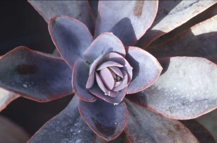 echeveria 'Metallica'