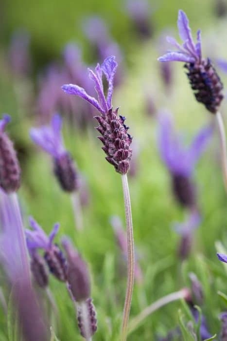 Topped Lavender 'Pukehou'