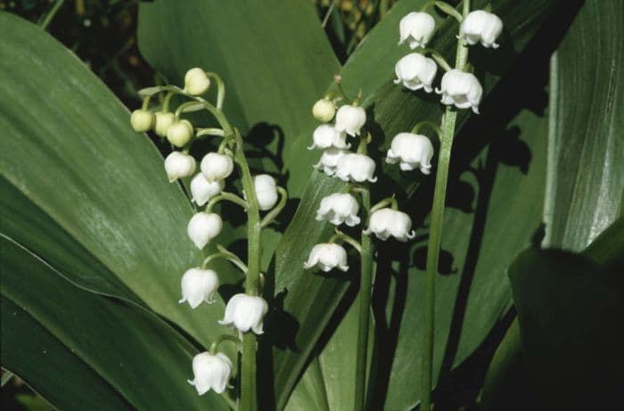 lily of the valley