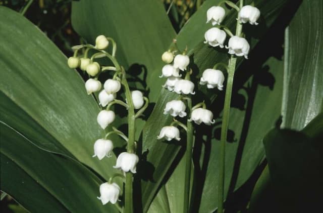 Lily of the valley