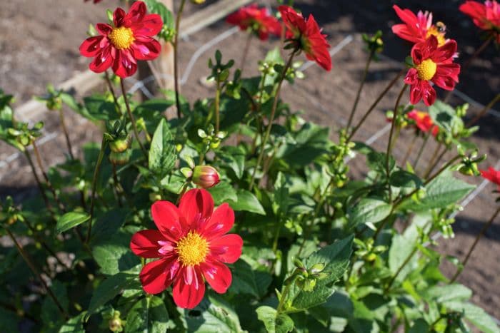 dahlia 'Trelyn Crimson'