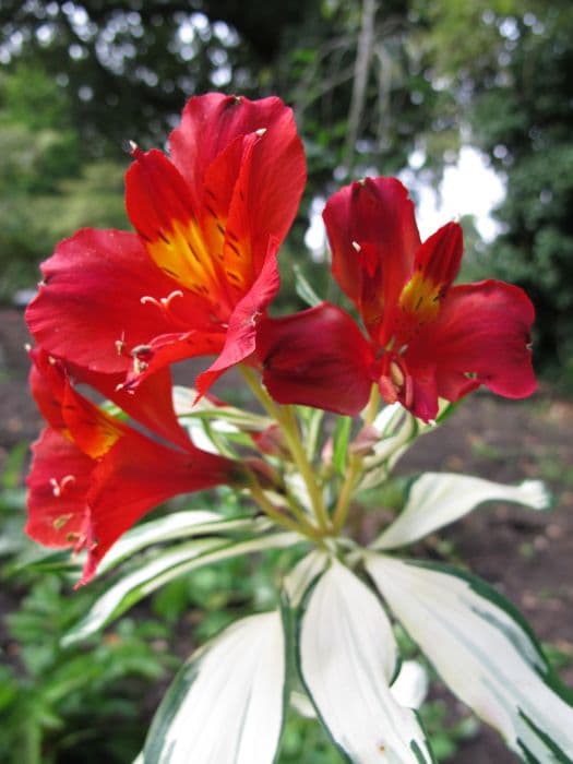 Peruvian lily [Rock 'n' Roll]