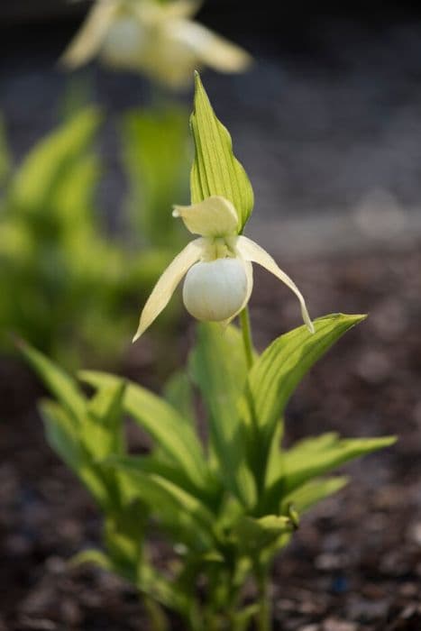 white-flowered slipper orchid Bernd gx