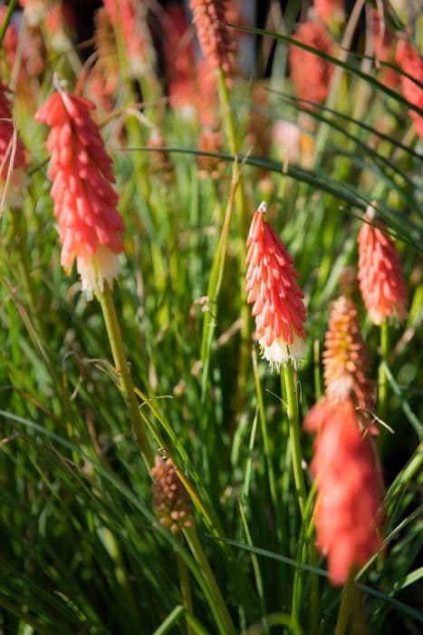 red-hot poker 'Amazing Fun'