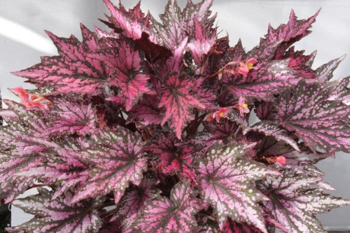 begonia 'Joyful Blaze'