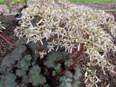 saxifrage 'Sue Drew'