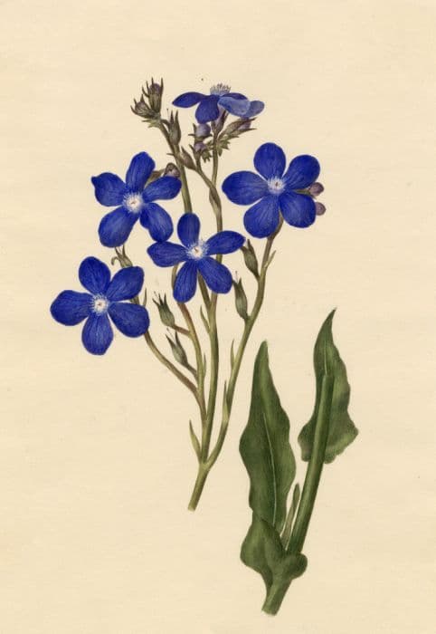 garden anchusa