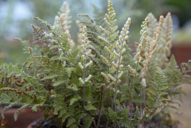 Woolly lip fern