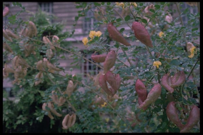 common bladder senna