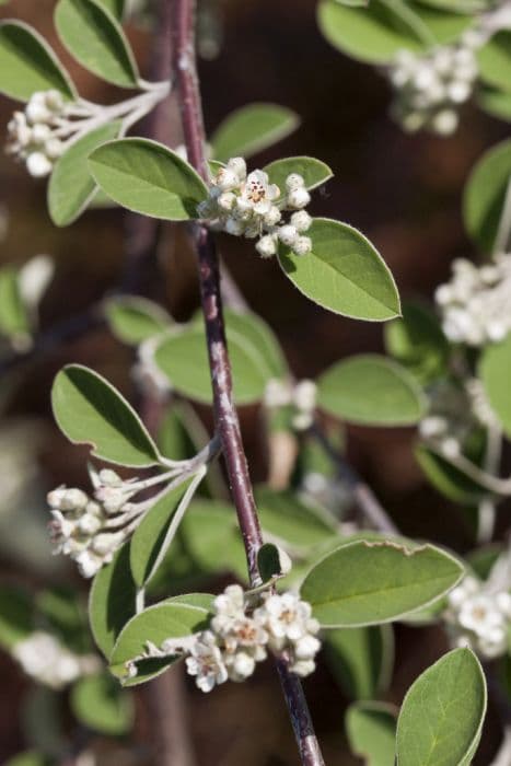 Harrow cotoneaster