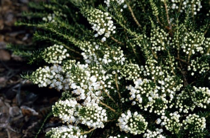 Cornish heath 'Kevernensis Alba'