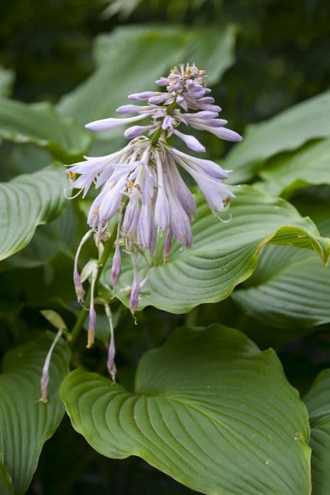 mountain plantain lily