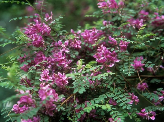 Himalayan indigo