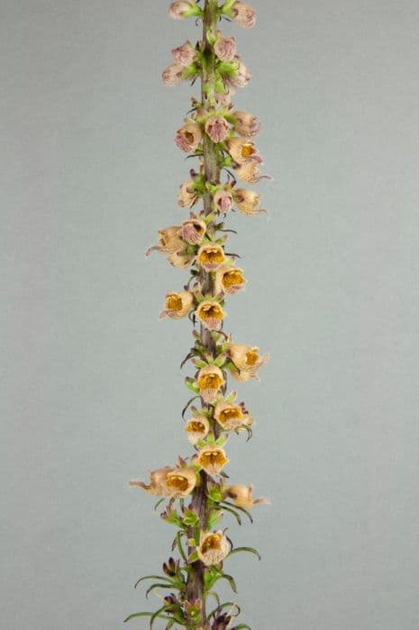 rusty foxglove