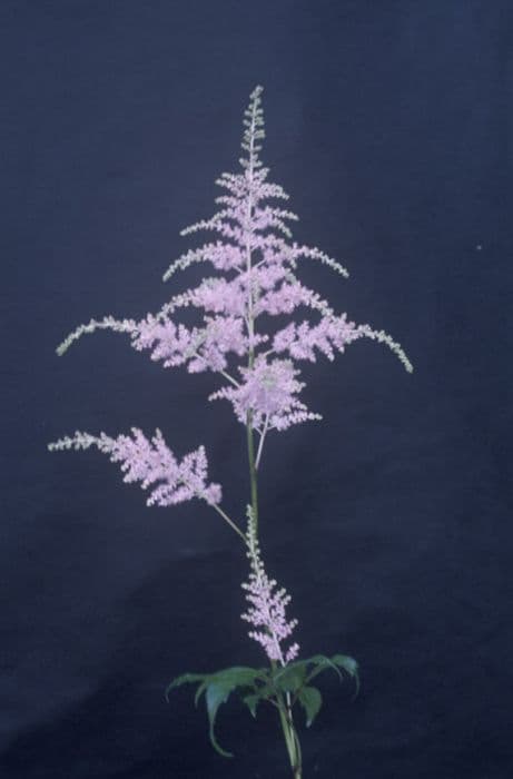 Astilbe 'Bressingham Beauty'