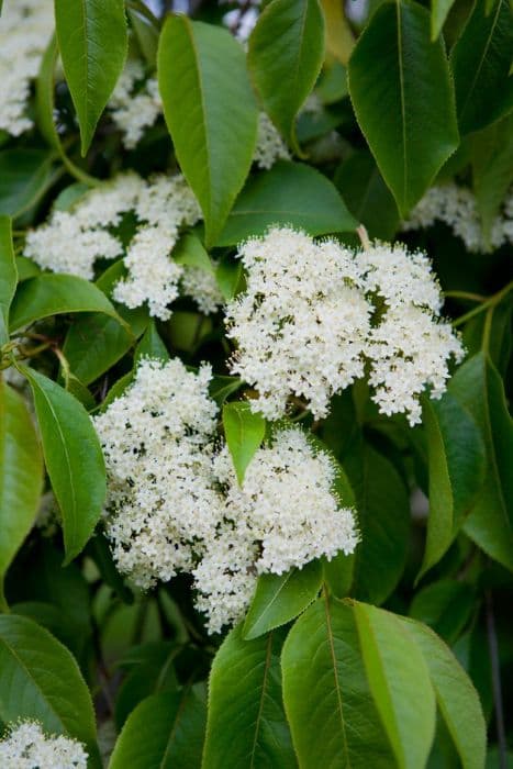 sheepberry 'Sphaerocarpum'