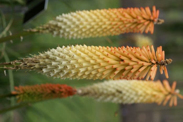 red-hot poker 'Innocence'