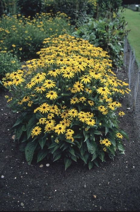 coneflower 'Goldsturm'