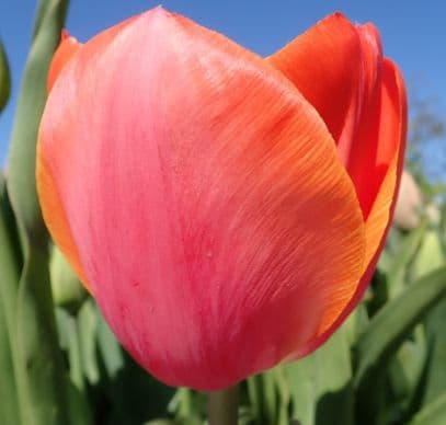 tulip 'Ad Rem'