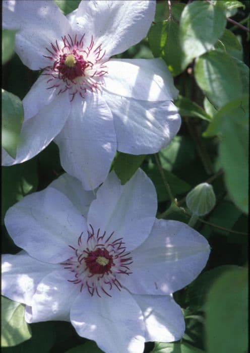 clematis 'Miss Bateman'