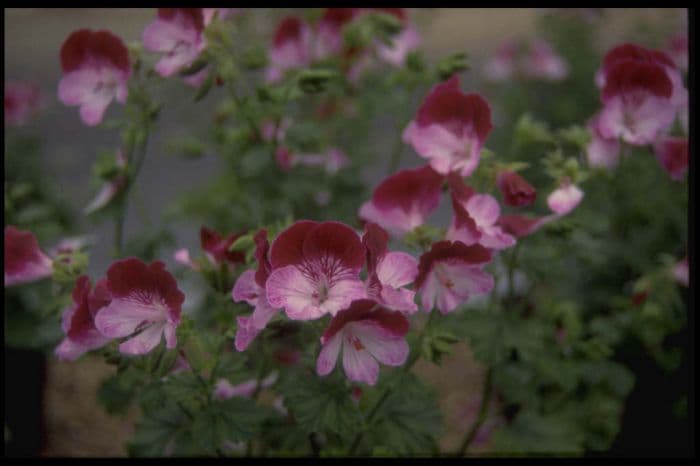 pelargonium 'Tip Top Duet'