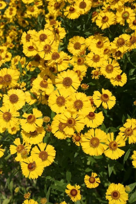 sneezeweed 'The Bishop'