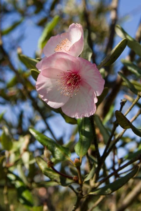 leatherwood 'Pink Cloud'