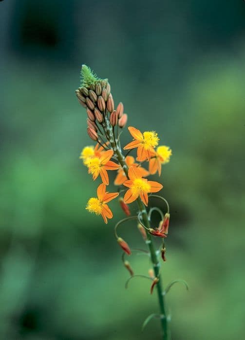 stalked bulbine