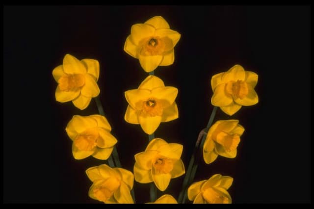 Daffodil 'Goldfinger'