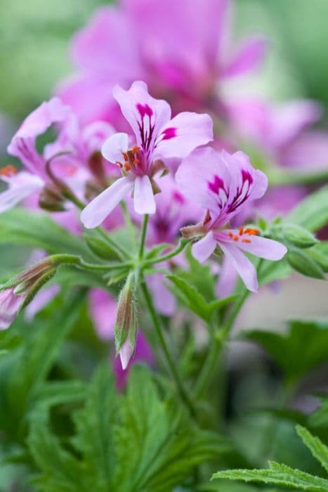 pelargonium 'Mabel Grey'