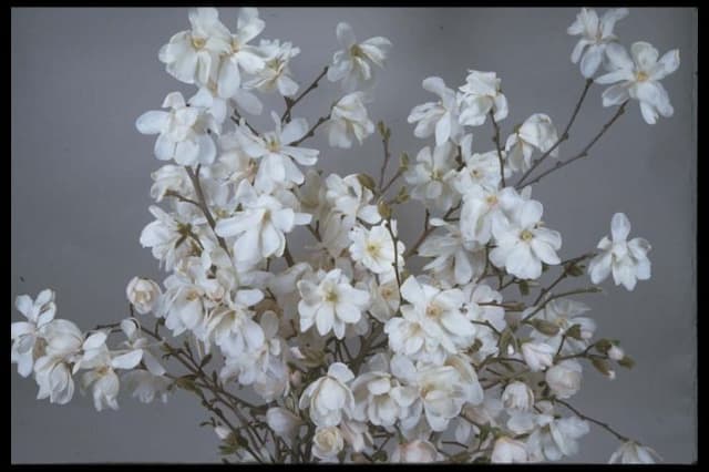 Magnolia 'Merrill'
