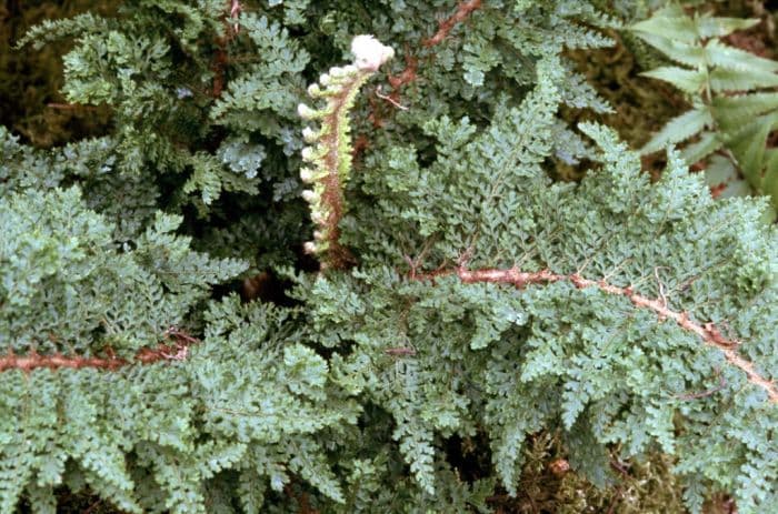 soft shield fern 'Divisilobum Iveryanum'