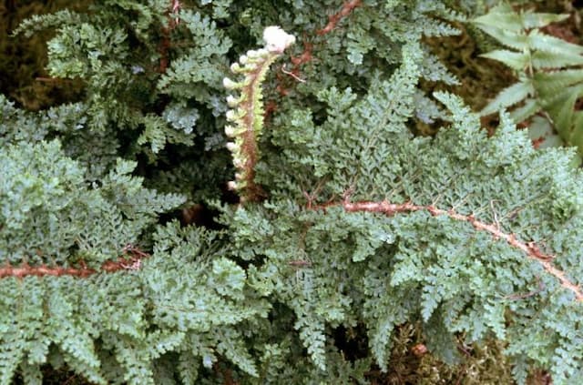 Soft shield fern 'Divisilobum Iveryanum'
