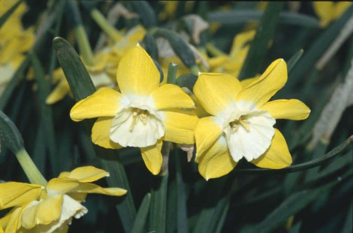 daffodil 'Dickcissel'