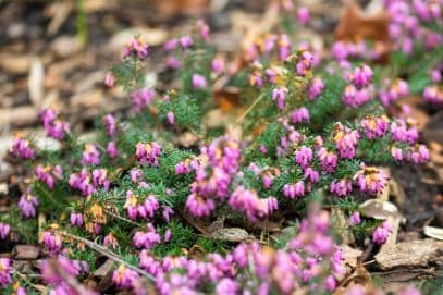 heather 'Schatzalp'